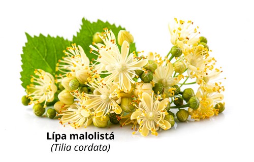Lípa malolistá
